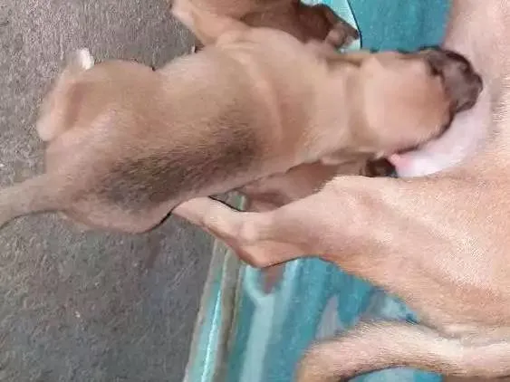 Cachorro ra a Rsd idade Abaixo de 2 meses nome Filhotes