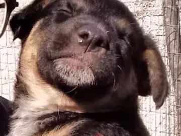 Cachorro ra a Srd idade Abaixo de 2 meses nome Sn