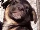 Cachorro raça Srd idade Abaixo de 2 meses nome Sn