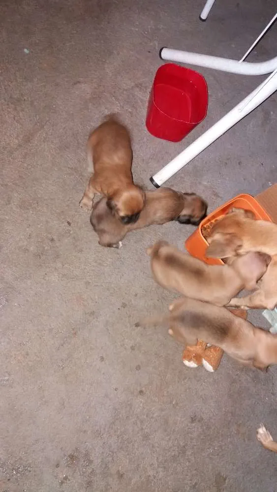 Cachorro ra a RSD idade Abaixo de 2 meses nome Filhotes sem none