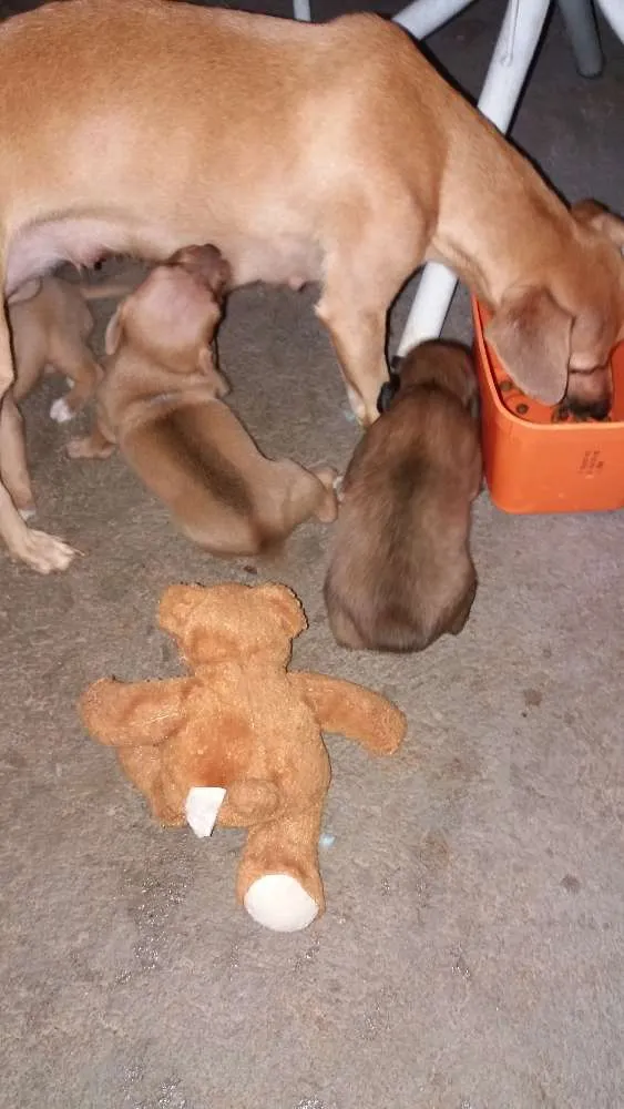 Cachorro ra a Rsd idade Abaixo de 2 meses nome Filhotes