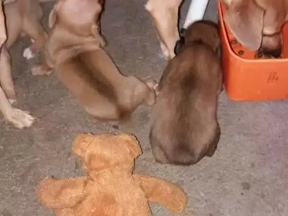 Cachorro ra a RSD idade Abaixo de 2 meses nome Filhotes sem none