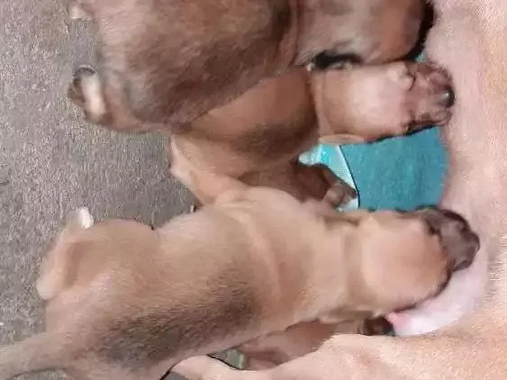 Cachorro ra a RSD idade Abaixo de 2 meses nome Filhotes sem none