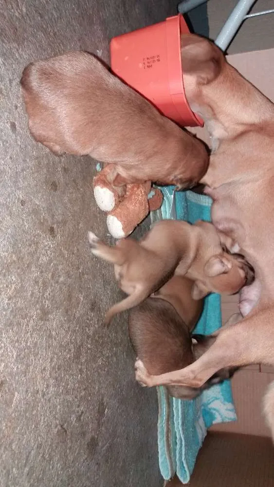 Cachorro ra a RSD idade Abaixo de 2 meses nome Filhotes sem none