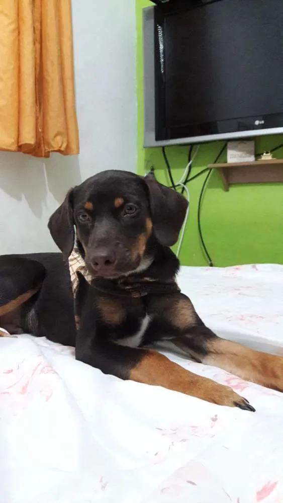 Cachorro ra a Vira-lata  idade 2 a 6 meses nome Scooby