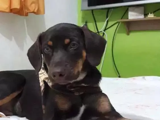 Cachorro ra a Vira-lata  idade 2 a 6 meses nome Scooby