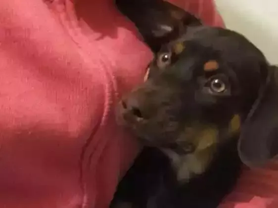 Cachorro ra a Vira-lata  idade 2 a 6 meses nome Scooby