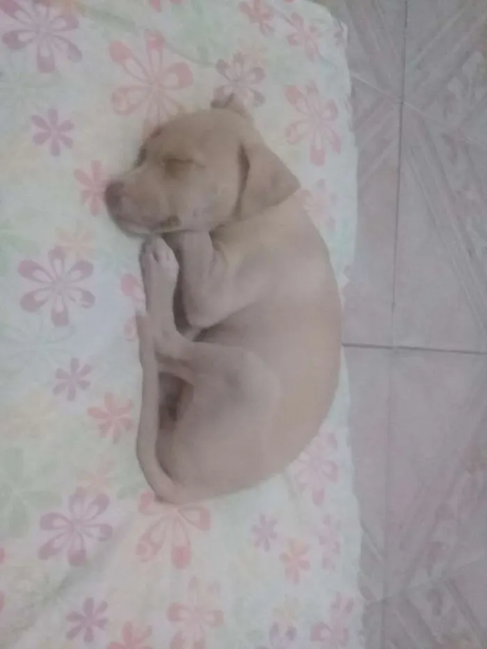 Cachorro raça SRD idade 2 a 6 meses nome NINA