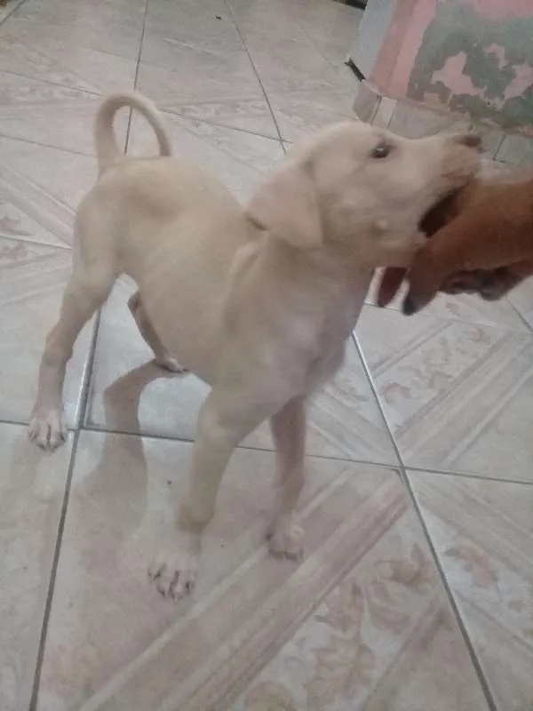Cachorro raça SRD idade 2 a 6 meses nome NINA