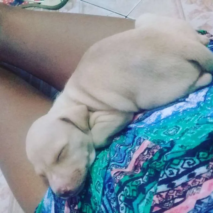 Cachorro raça SRD idade 2 a 6 meses nome NINA