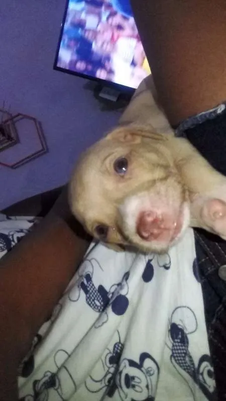 Cachorro raça SRD idade 2 a 6 meses nome NINA