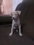 NINA