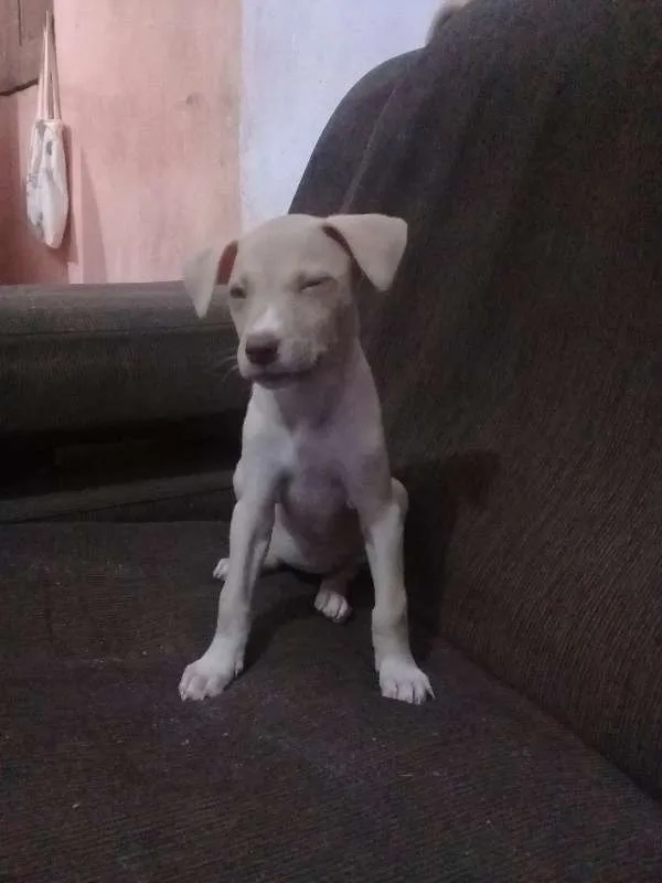 Cachorro raça SRD idade 2 a 6 meses nome NINA