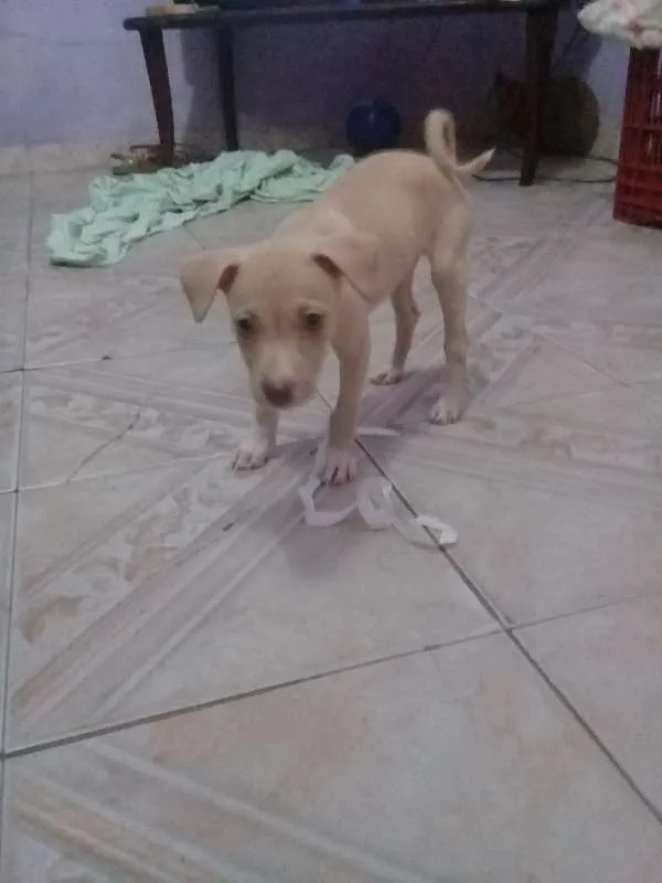 Cachorro raça SRD idade 2 a 6 meses nome NINA