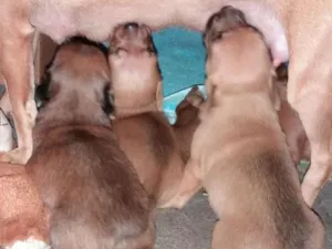 Cachorro raça RSD idade Abaixo de 2 meses nome Filhotes sem none