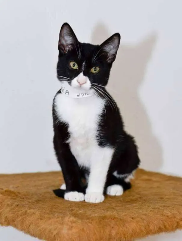 Gato ra a  idade 2 a 6 meses nome Chicória