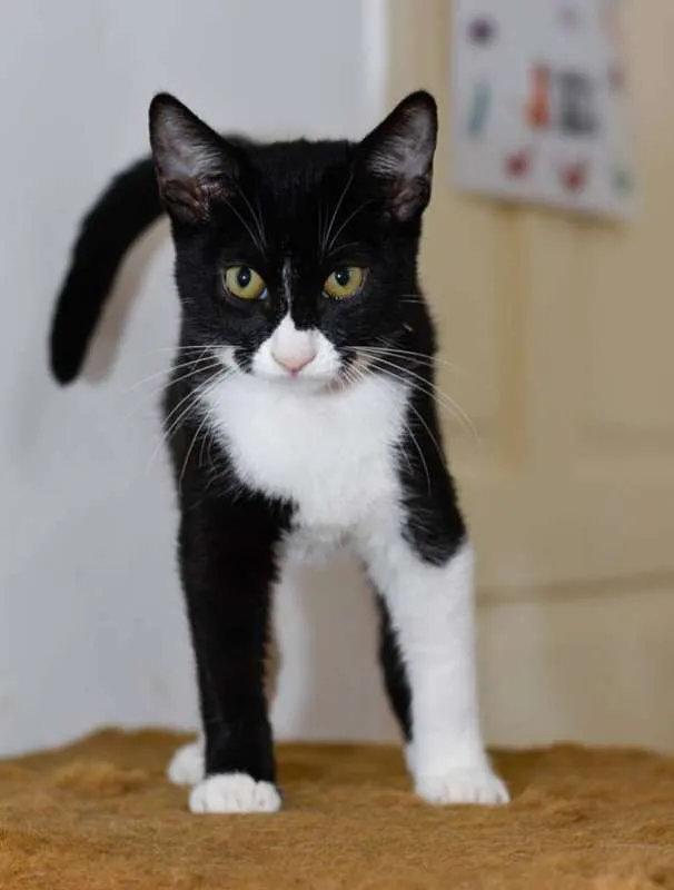Gato ra a  idade 2 a 6 meses nome Chicória