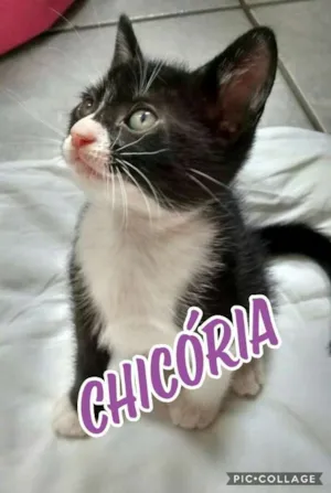 Gato raça  idade 2 a 6 meses nome Chicória