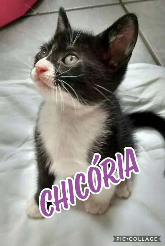 Gato ra a  idade 2 a 6 meses nome Chicória