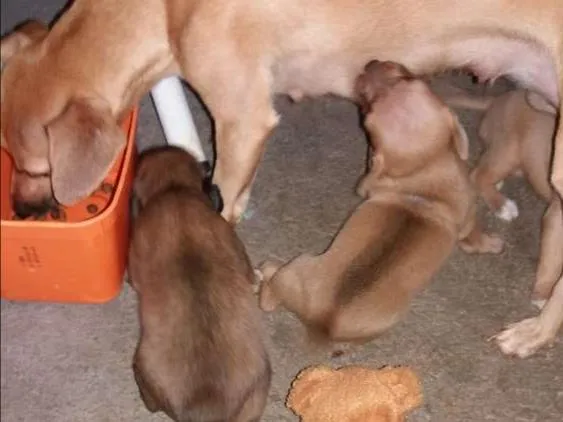 Cachorro ra a Rsd idade Abaixo de 2 meses nome Filhotes