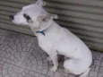 Cachorro raça RND idade 7 a 11 meses nome -
