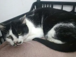 Gato raça SRD idade 2 anos nome Clarice
