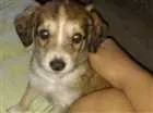 Cachorro raça Vira-lata idade Abaixo de 2 meses nome Ariel