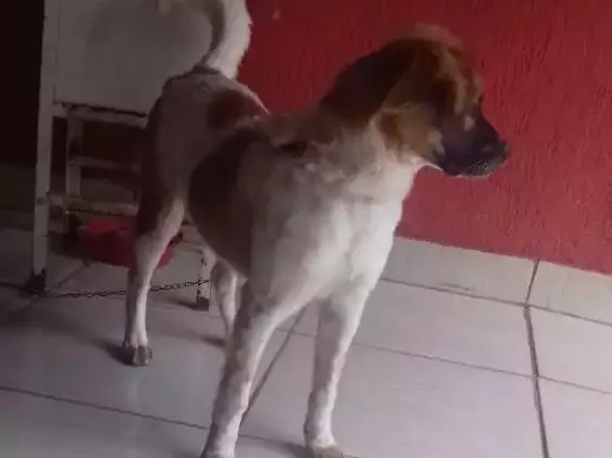 Cachorro ra a Srd idade 7 a 11 meses nome Dory