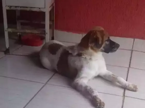 Cachorro ra a Srd idade 7 a 11 meses nome Dory