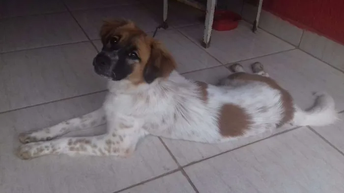 Cachorro ra a Srd idade 7 a 11 meses nome Dory