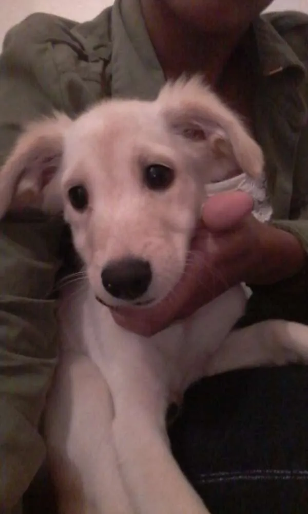 Cachorro ra a Eu não sei a raça  idade 2 a 6 meses nome Kiara