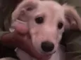 Kiara
