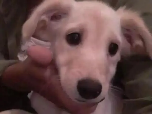 Cachorro ra a Eu não sei a raça  idade 2 a 6 meses nome Kiara