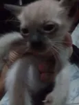 Filhotes de Gato