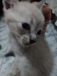 Filhotes de Gato