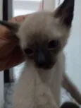 Filhotes de Gato