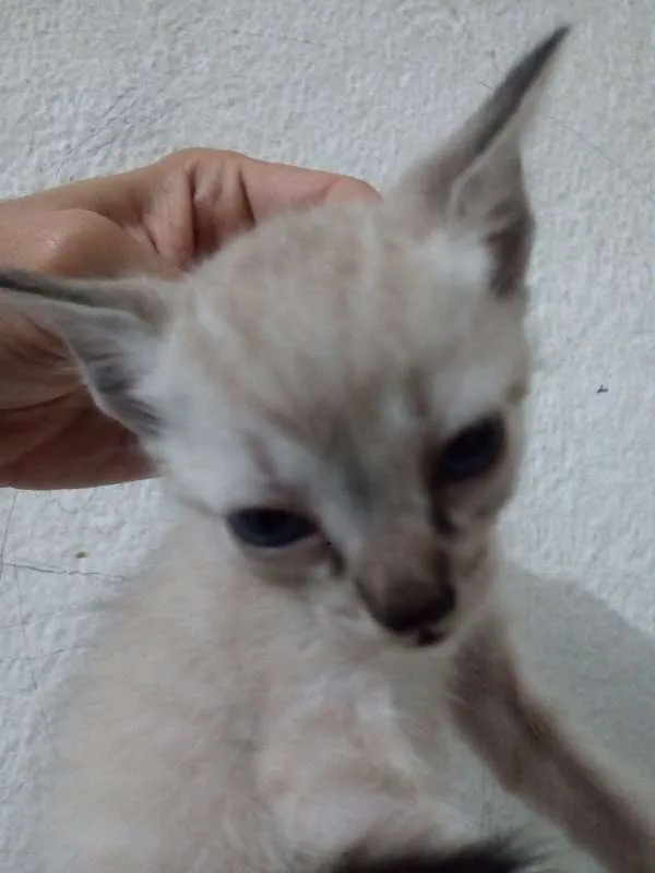 Gato ra a  idade Abaixo de 2 meses nome Filhotes de Gato