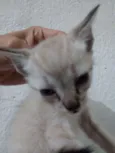 Filhotes de Gato