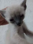 Filhotes de Gato