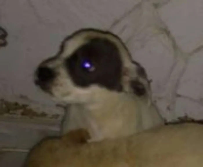 Cachorro ra a indefinida idade Abaixo de 2 meses nome sem nome