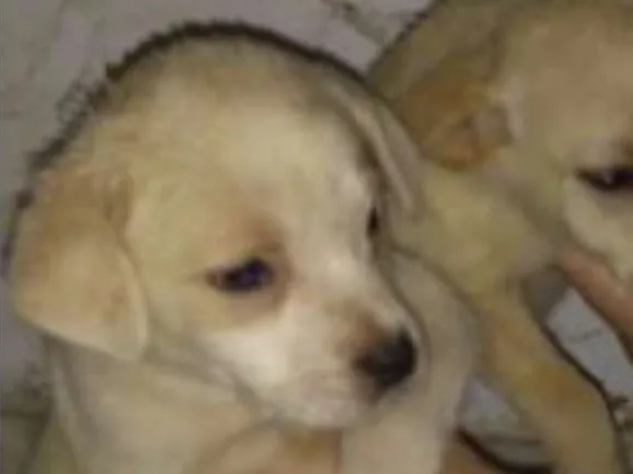 Cachorro ra a indefinida idade Abaixo de 2 meses nome sem nome