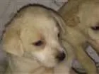 Cachorro raça indefinida idade Abaixo de 2 meses nome sem nome