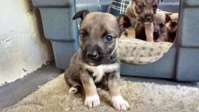 Cachorro ra a mestiço shinauzer idade Abaixo de 2 meses nome Filhotes