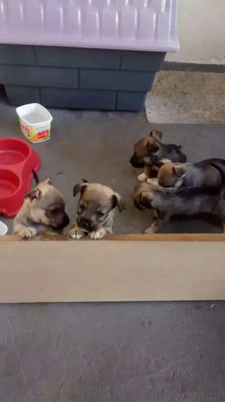 Cachorro ra a mestiço shinauzer idade Abaixo de 2 meses nome Filhotes