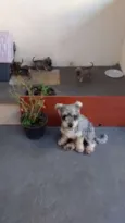 Filhotes