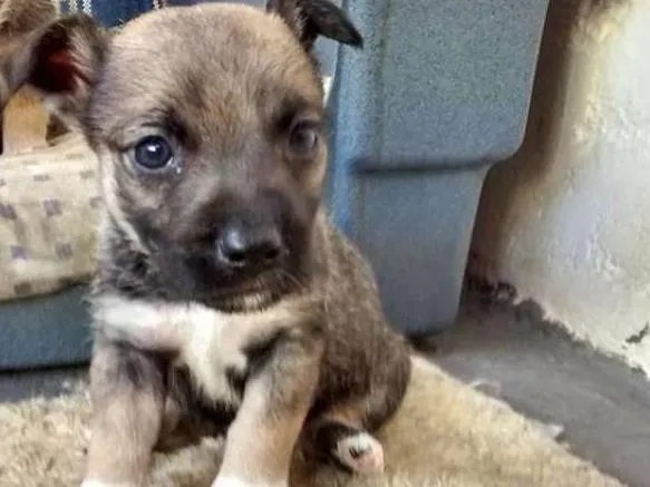 Cachorro ra a mestiço shinauzer idade Abaixo de 2 meses nome Filhotes