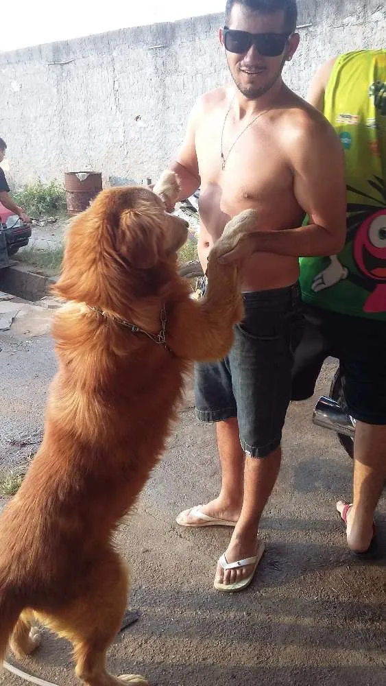 Cachorro raça Golden idade 7 a 11 meses nome Nick