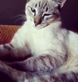 Gato raça Sem raça idade 1 ano nome Bola