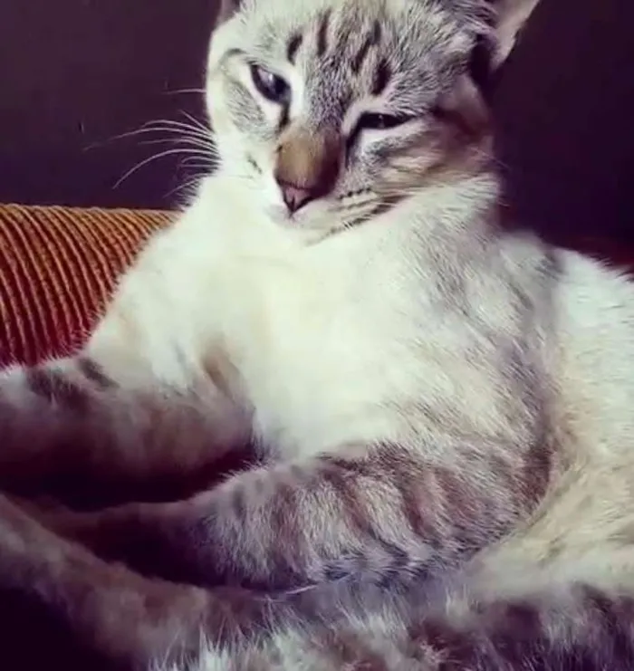 Gato ra a Sem raça idade 1 ano nome Bola