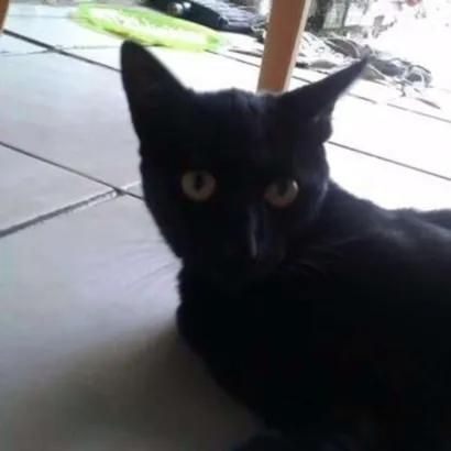 Gato raça srd idade 1 ano nome chocolate 